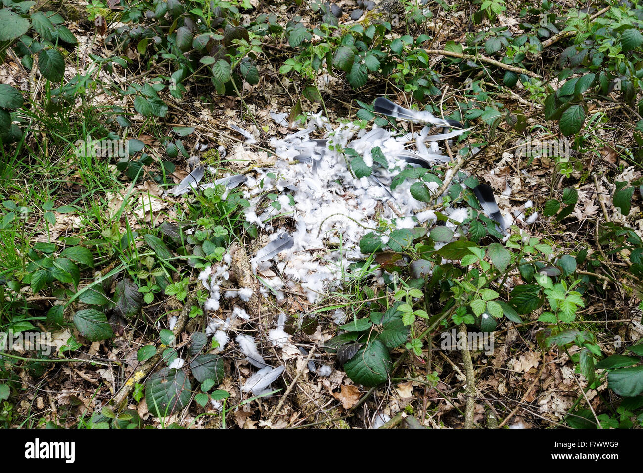 Federn aus einem toten Vogel, die gezupft wurden, möglicherweise durch ein Raubvogel Stockfoto