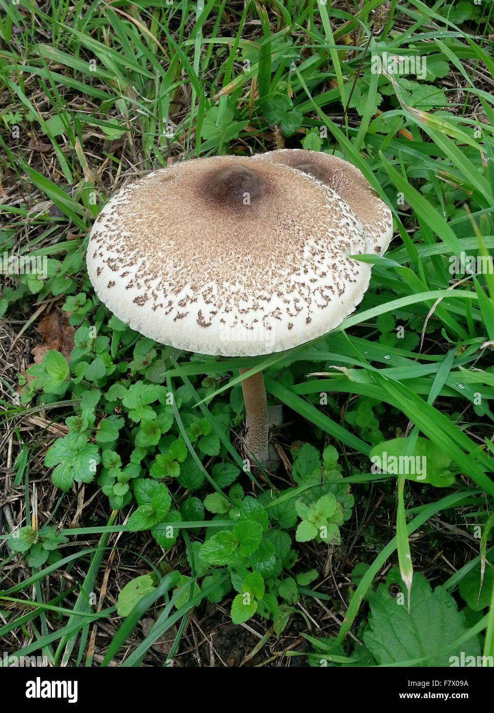 Macrolepiota Procera Parasol Pilz im Bereich Stockfoto