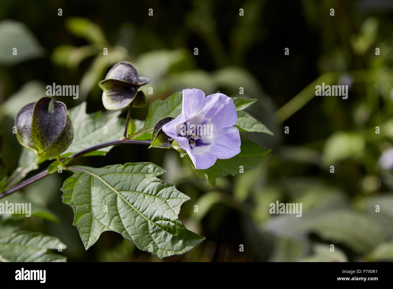 Nicandra blauen Glocke geformte Blume, manchmal bekannt als Shoo Fly Pflanze mit Blüte und Frucht Stockfoto