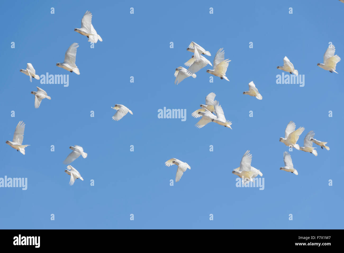 Herde von Corella Vögel im Flug, Australien Stockfoto