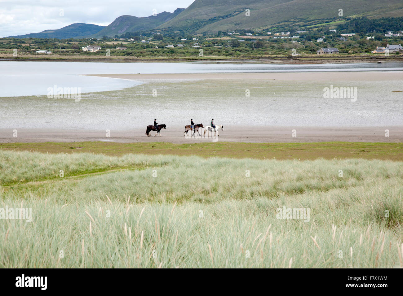 Reiten am Rossbeigh Strand, County Kerry; Irland Stockfoto