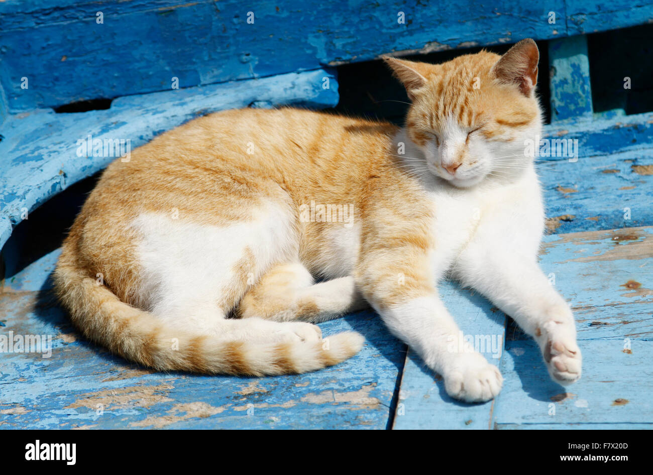 Katze genießt ein Nickerchen in einigen warmen Sonnenschein auf einem Boot in der Skala du Port in der historischen Stadt Essaouira, Marokko Stockfoto