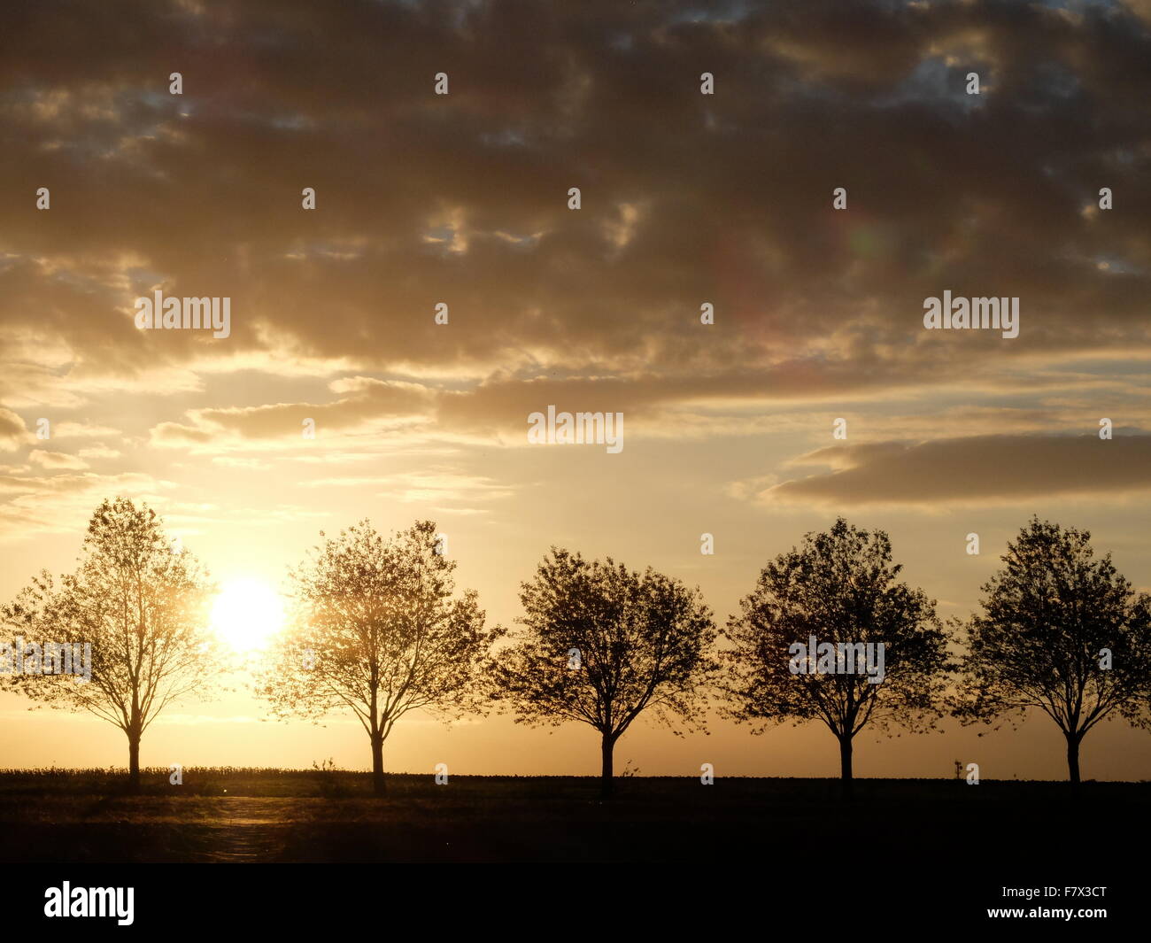 Silhouette der eine Reihe von Bäumen bei Sonnenuntergang, Chauray, Poitou-Charentes, Frankreich Stockfoto