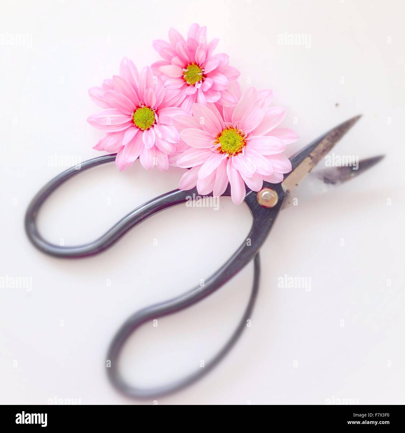 Schere mit drei Blumen Stockfoto