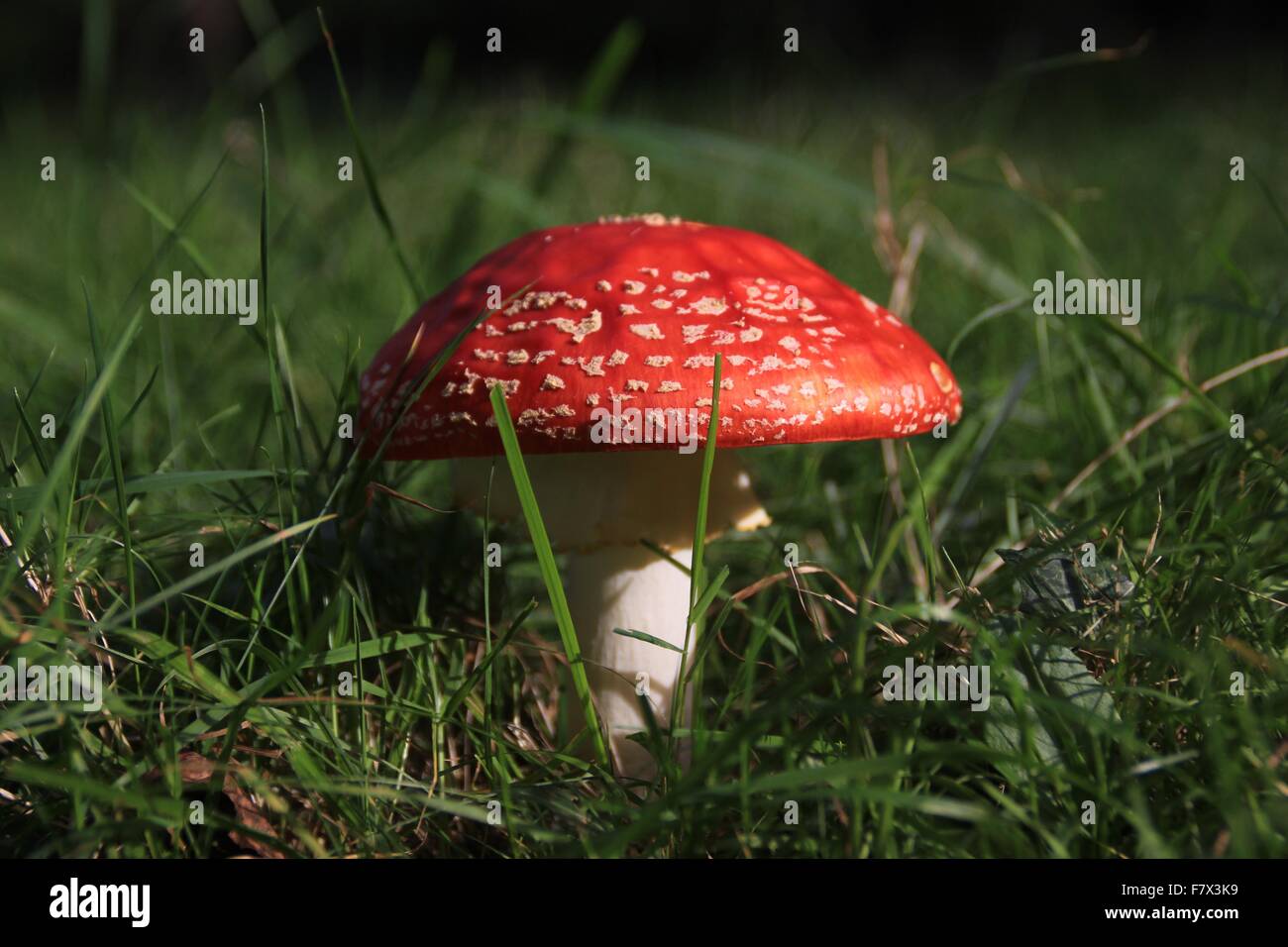 Nahaufnahme von einem roten Pilz, Niort, Poitou-Charentes, Frankreich Stockfoto