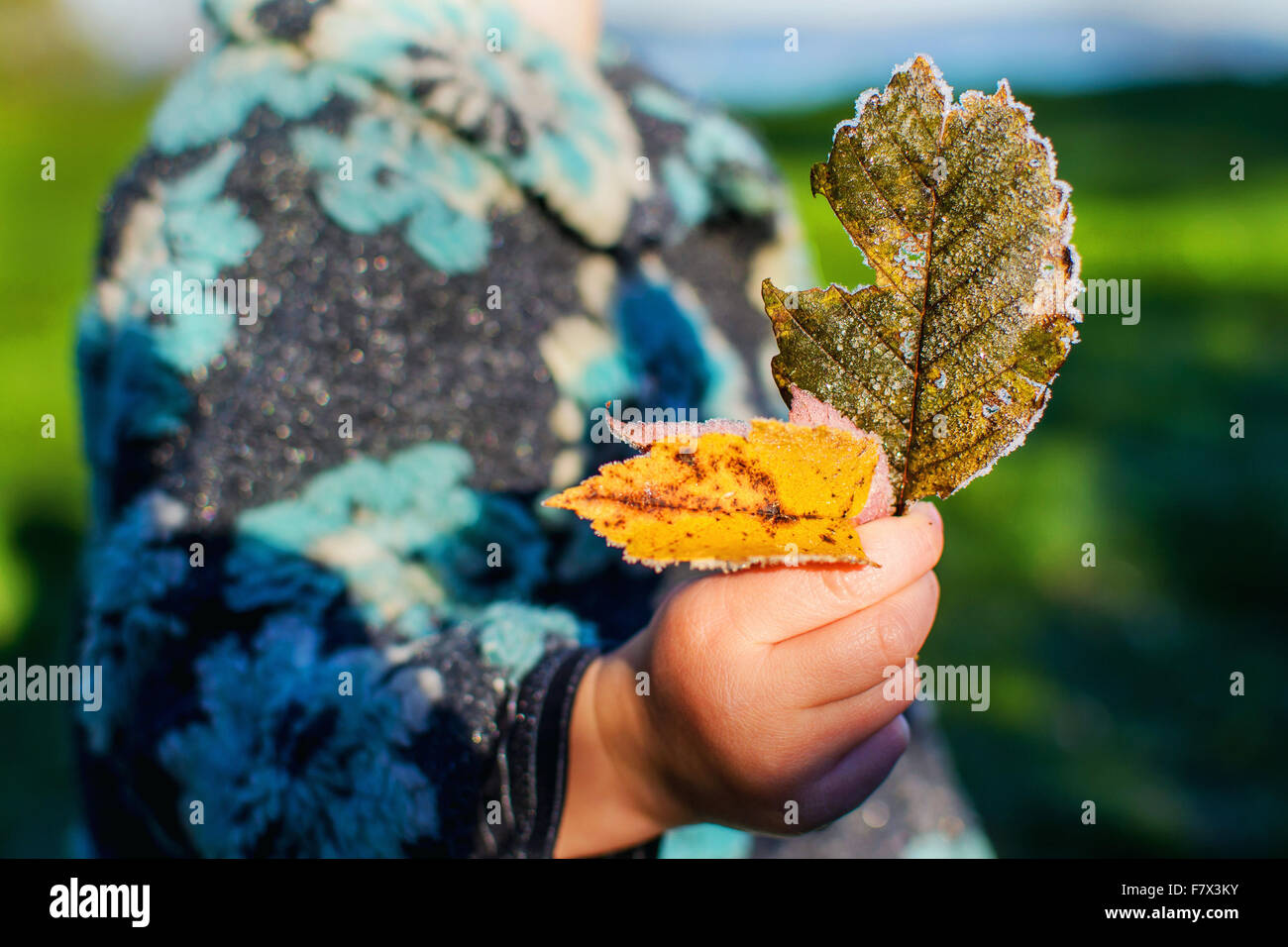 Mittelteil eines Mädchens halten frostigen Blätter Stockfoto