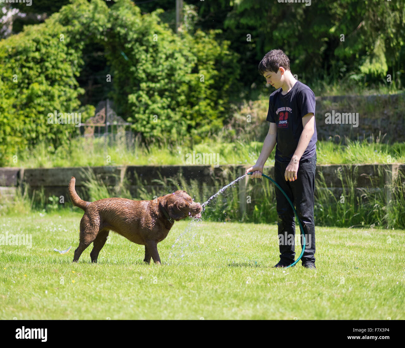 Chocolate Labrador Hund Trinkwasser aus Schlauch gehalten von boy Stockfoto