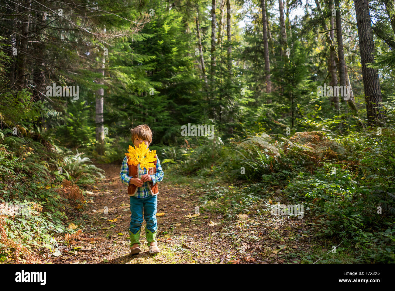 Junge im Wald ein Blatt hält stand Stockfoto