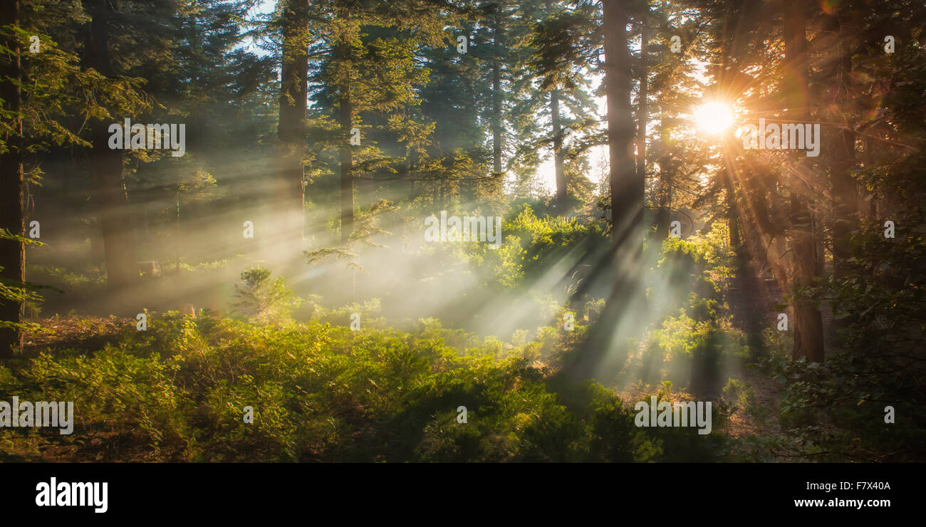 Sonnenlicht durch Bäume, San Bernardino National Forest, Kalifornien, USA Stockfoto