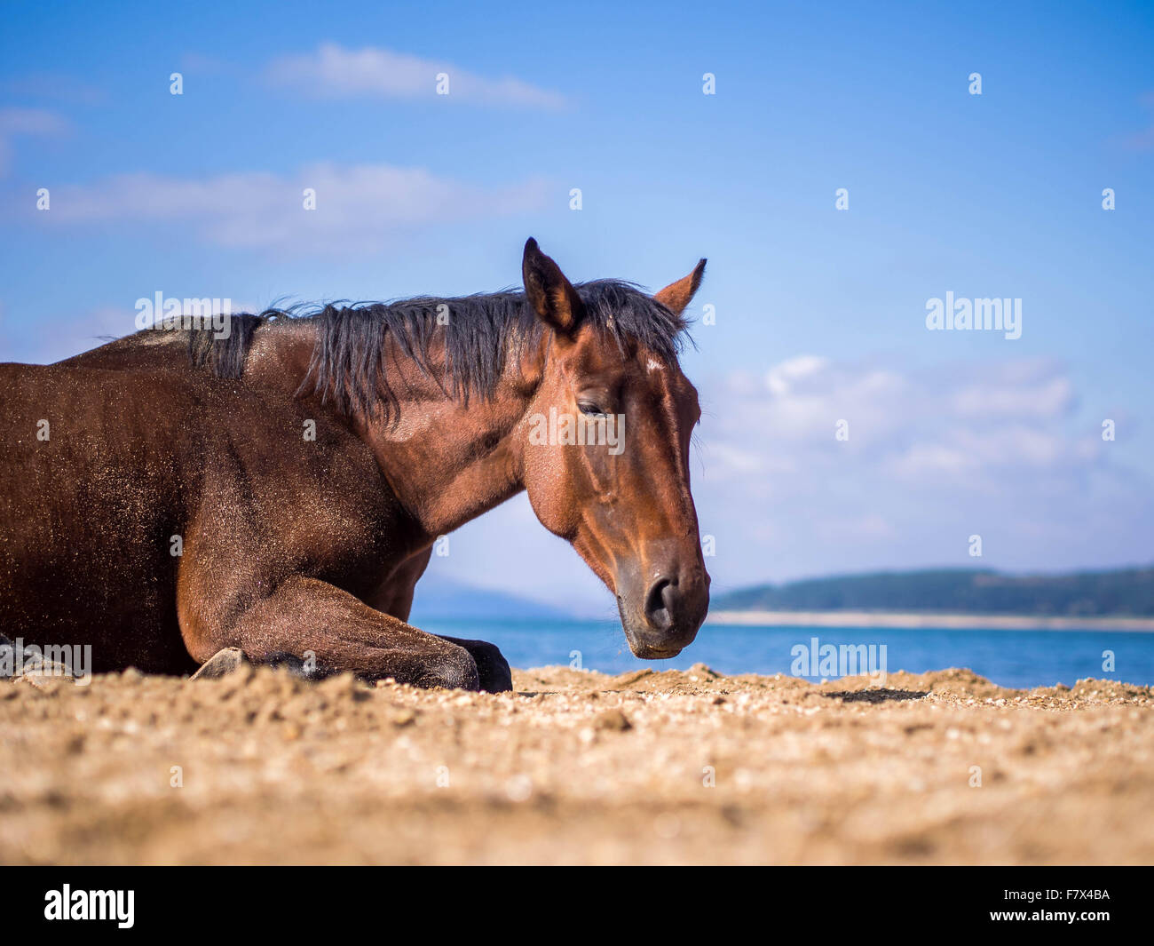 Pferd am Strand liegen Stockfoto