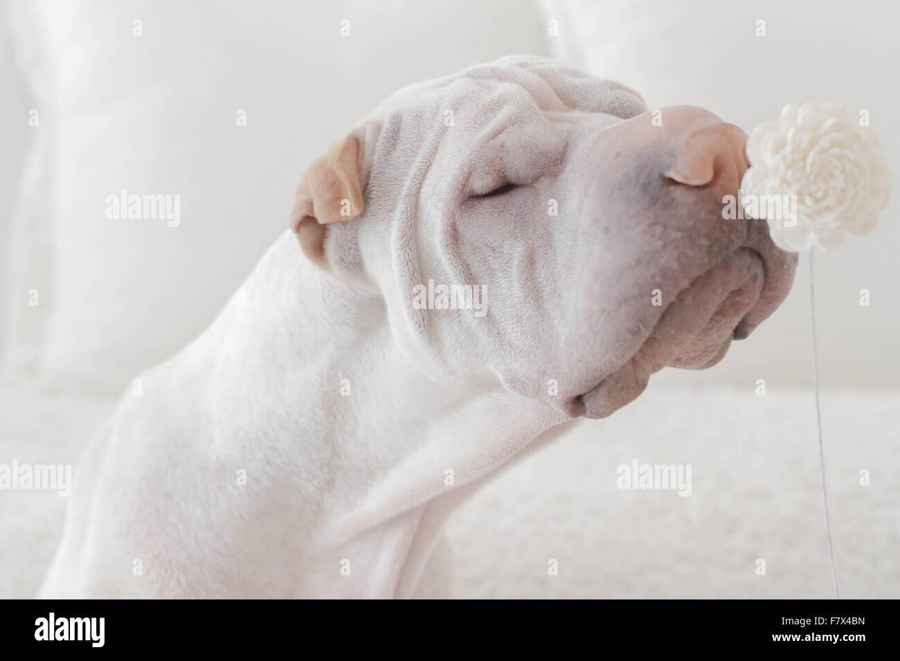Tier riechen -Fotos und -Bildmaterial in hoher Auflösung – Alamy