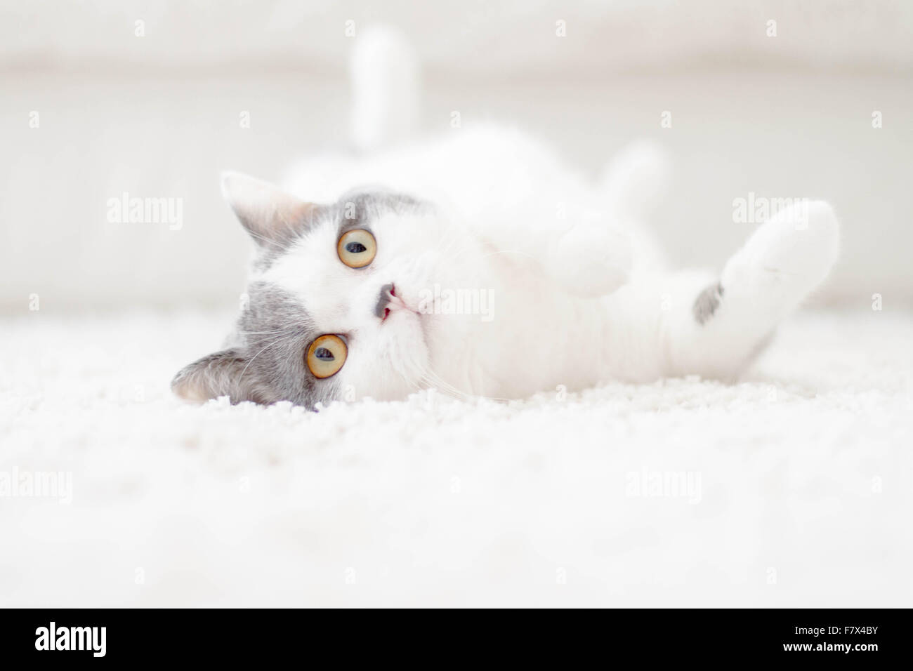 Verspielte Katze liegend auf dem Teppich Stockfoto