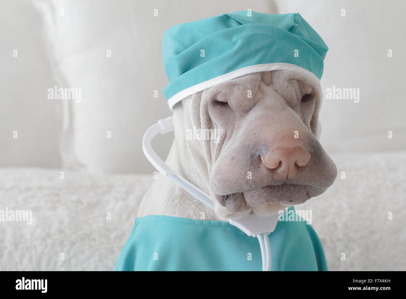 Shar-Pei Hund gekleidet als Chirurg Stockfoto
