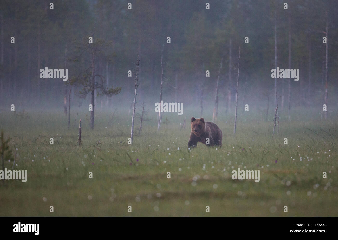 Brauner Bär, Ursus Arctos, Moos Att Dämmerung und Nebel und Wollgras im Erdgeschoss, Kuhmo, Finnland Stockfoto
