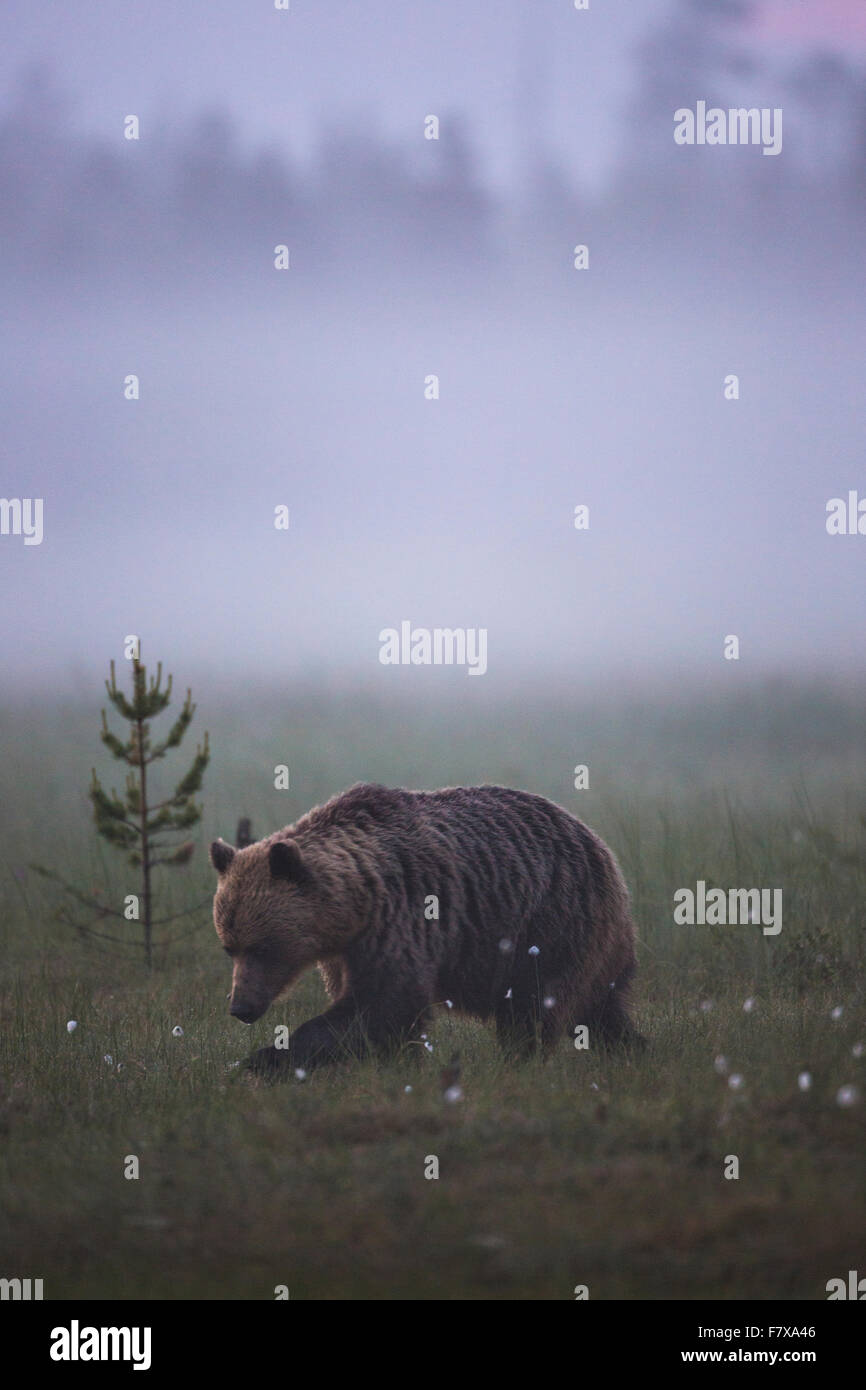 Brauner Bär, Ursus Arctos zu Fuß im Nebel über das Moos in der Morgendämmerung, Kuhmo, Finnland Stockfoto