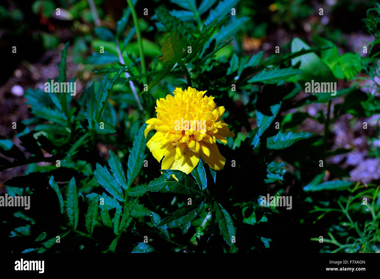 HÜBSCHE GELBE RINGELBLUME Stockfoto