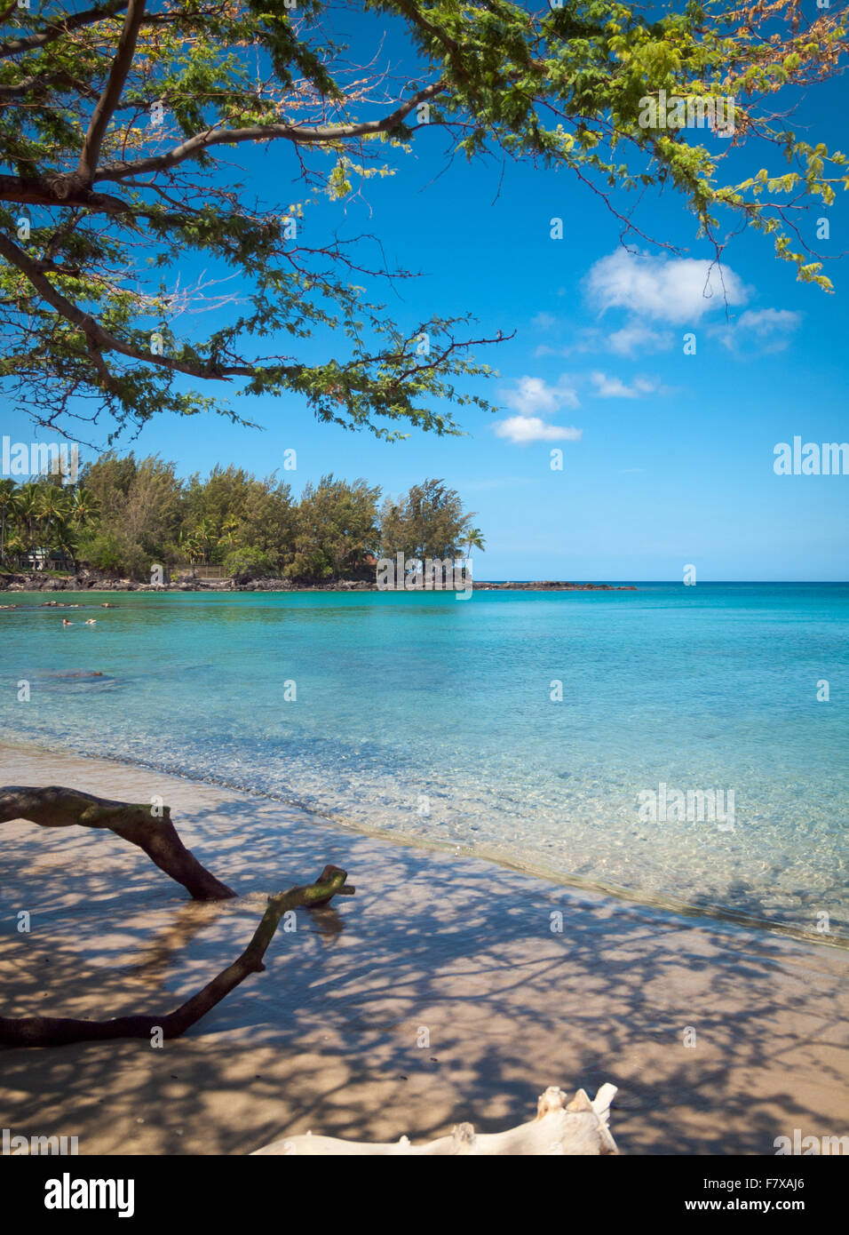 Ein Blick auf Treibholz und Baum Schatten am Waialea Beach (Strand 69) an der Kohala Coast, Big Island, Hawaii (Hawaii). Stockfoto