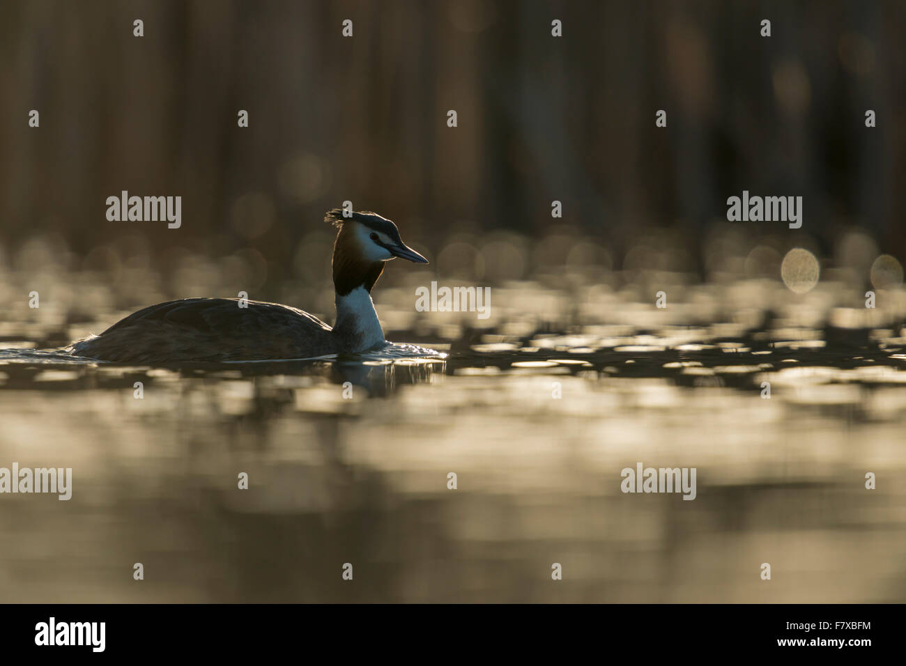 Toller Haubenvogel / toller Krestie ( Podiceps cristatus ) dazwischen schöne Lichtreflexionen auf der Wasseroberfläche, Hinterlicht-Aufnahme (Wildtiere), Europa. Stockfoto