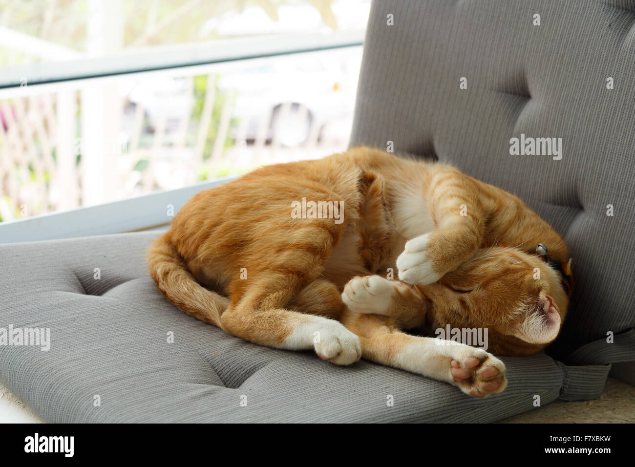 Katze schlafen auf Kissen neben Fenster am Morgen Stockfoto