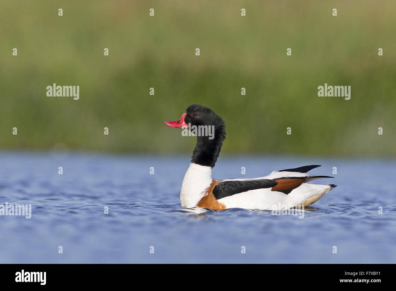 Gemeinsamen Brandgans (Tadorna Tadorna) Erwachsene, Männerkopf Schaukeln im Display, Schwimmen im Teich, Suffolk, England, Juni Stockfoto