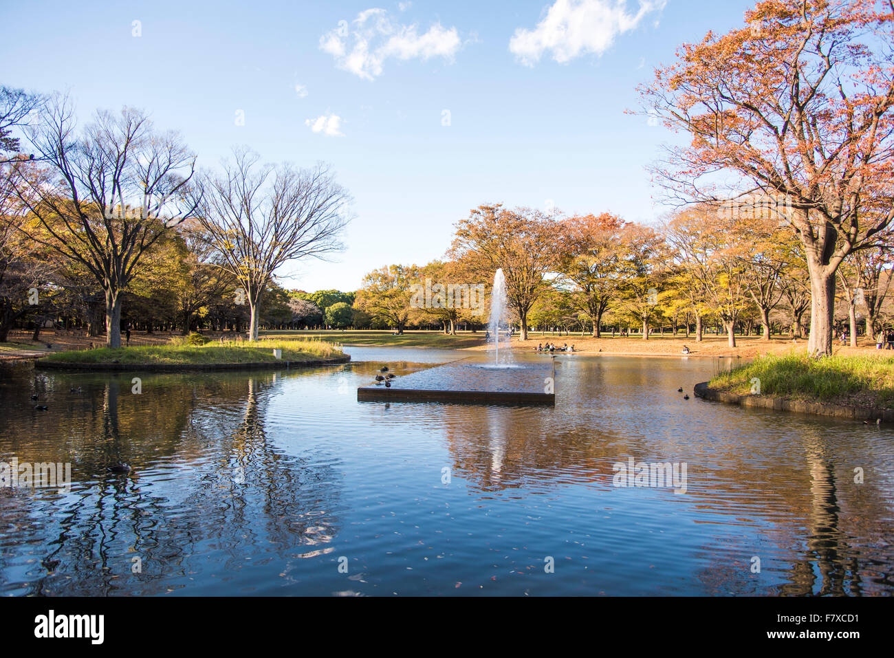 Herbstfarben, Yoyogi Park, Shibuya-Ku, Tokyo, Japan Stockfoto