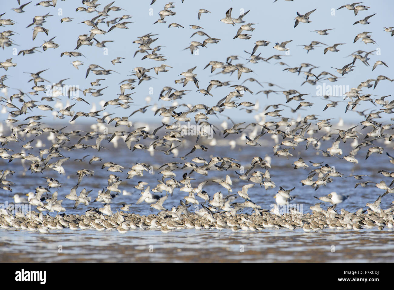 Alpenstrandläufer (Calidris Alpina) und Knoten (Calidris Canutus), Herde, während des Fluges, Ausziehen aus Wattwanderungen, Hoylake, Dee Mündung, Merseyside, England, Januar Stockfoto