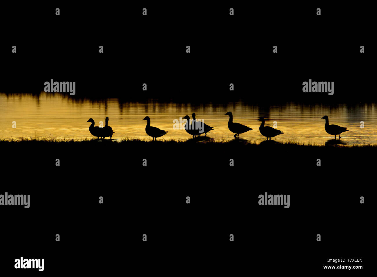 Pink-footed Goose (Anser Brachyrhynchus) Herde, Silhouette im seichten Wasser in der Abenddämmerung, Burton bloße Feuchtgebiete RSPB Reserve, Dee Mündung, Cheshire, England, November Stockfoto