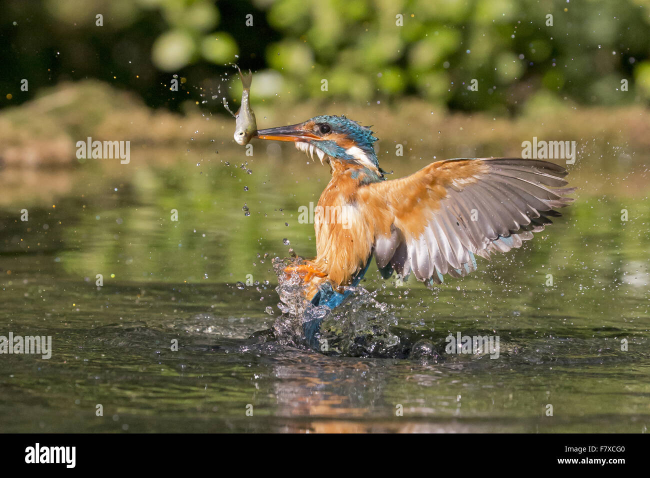 Gemeinsamen Eisvogel (Alcedo Atthis) Erwachsenfrau, im Flug entstehende Tauchgang mit gemeinsamen Rotfeder (Scardinius Erythrophthalmus) Beute im Schnabel, Suffolk, England, Juli Stockfoto