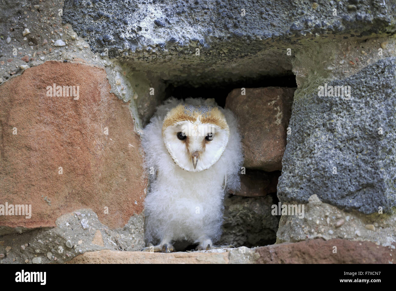 Schleiereule (Tyto Alba) Küken, stehend am Loch in der Wand, Pelm, Vulkaneifel, Rheinland-Pfalz, Deutschland, August (Captive) Stockfoto