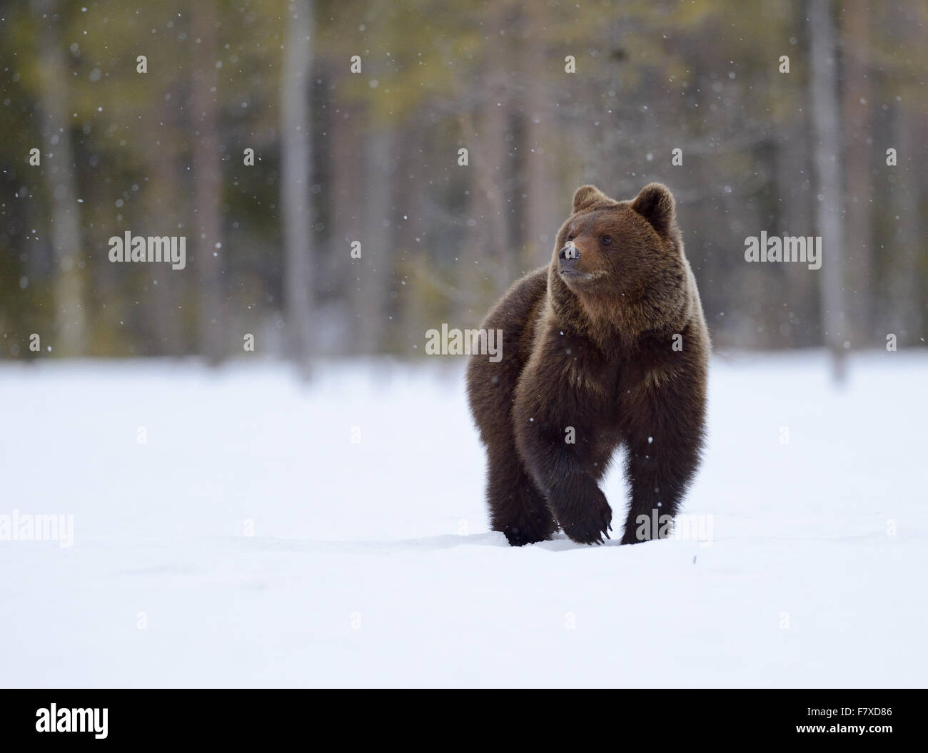 Europäischer Braunbär (Ursus Arctos Arctos) Erwachsenen bedeckt gehen auf Schnee Moor am Rande des Waldes bei Schneefall, Nordosten Finnlands, April Stockfoto