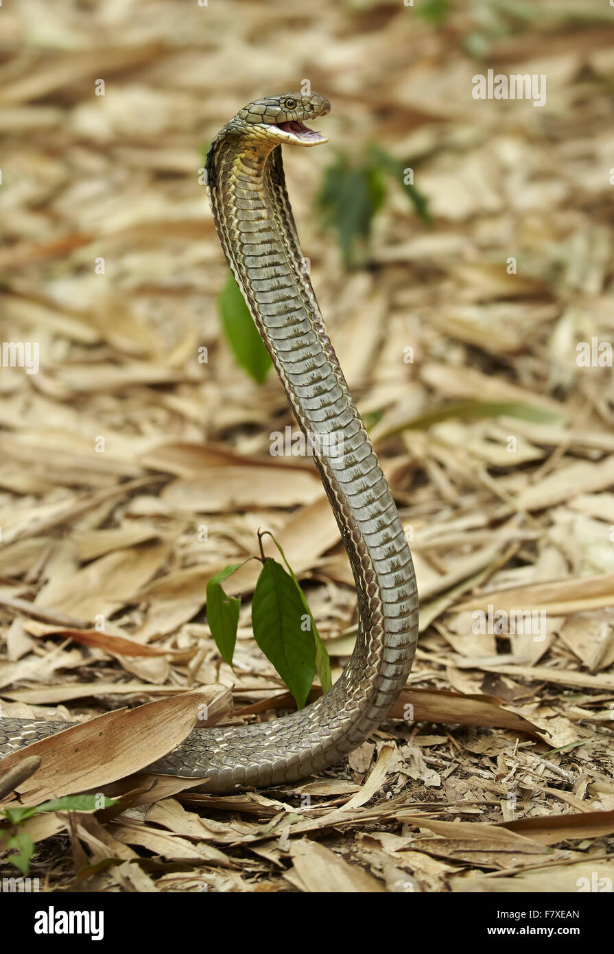 Königskobra (Ophiophagus Hannah) Erwachsenen abgeflacht Aufbäumen mit offenem Mund und Kapuze in Bedrohung Anzeige, Erdgeschoss des Bambuswaldes, kleinen Sunda-Inseln, Indonesien, Bali, Juli Stockfoto