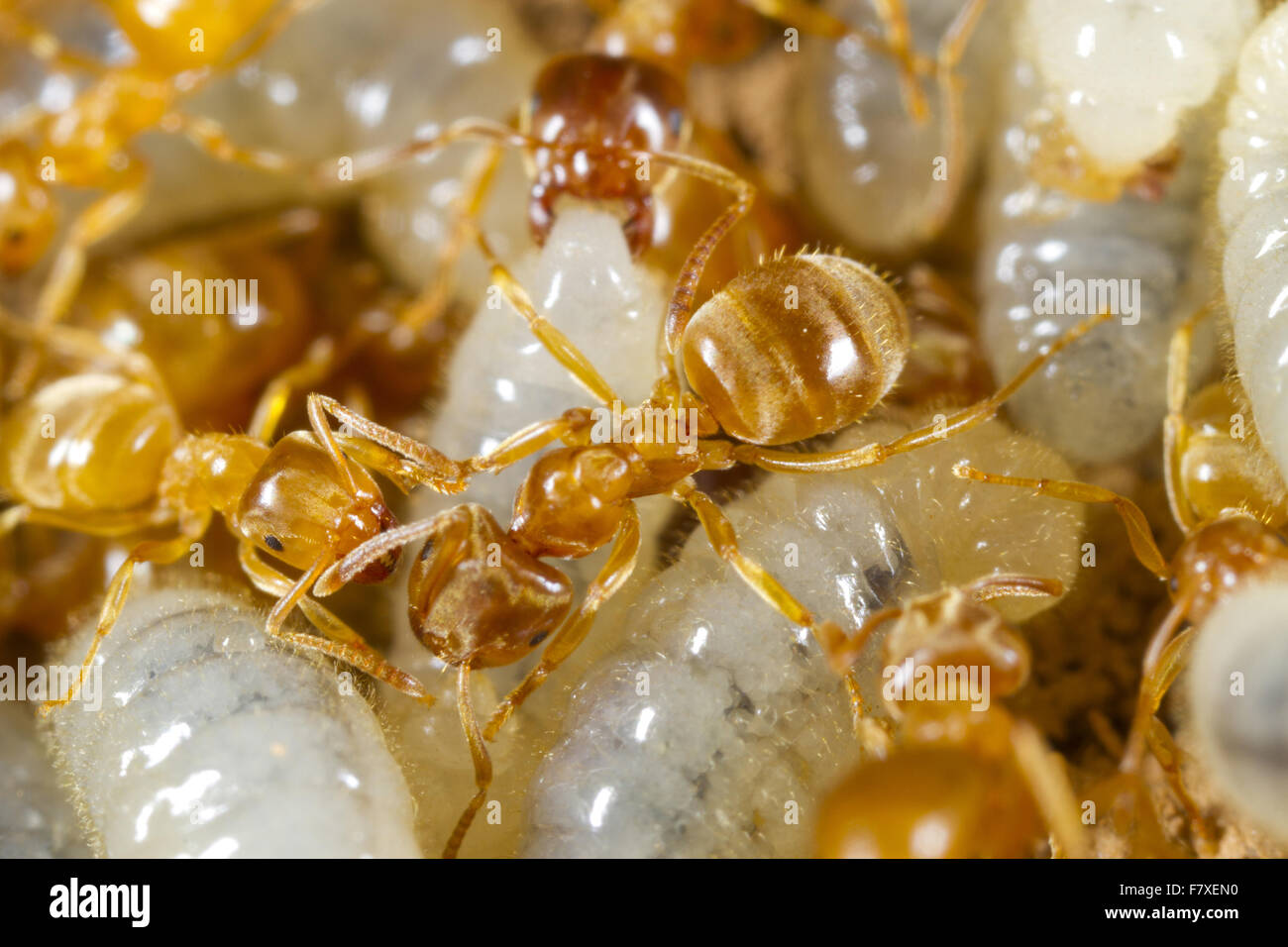 Gelbe wiesenameise lasius flavus Fotos und Bildmaterial in hoher