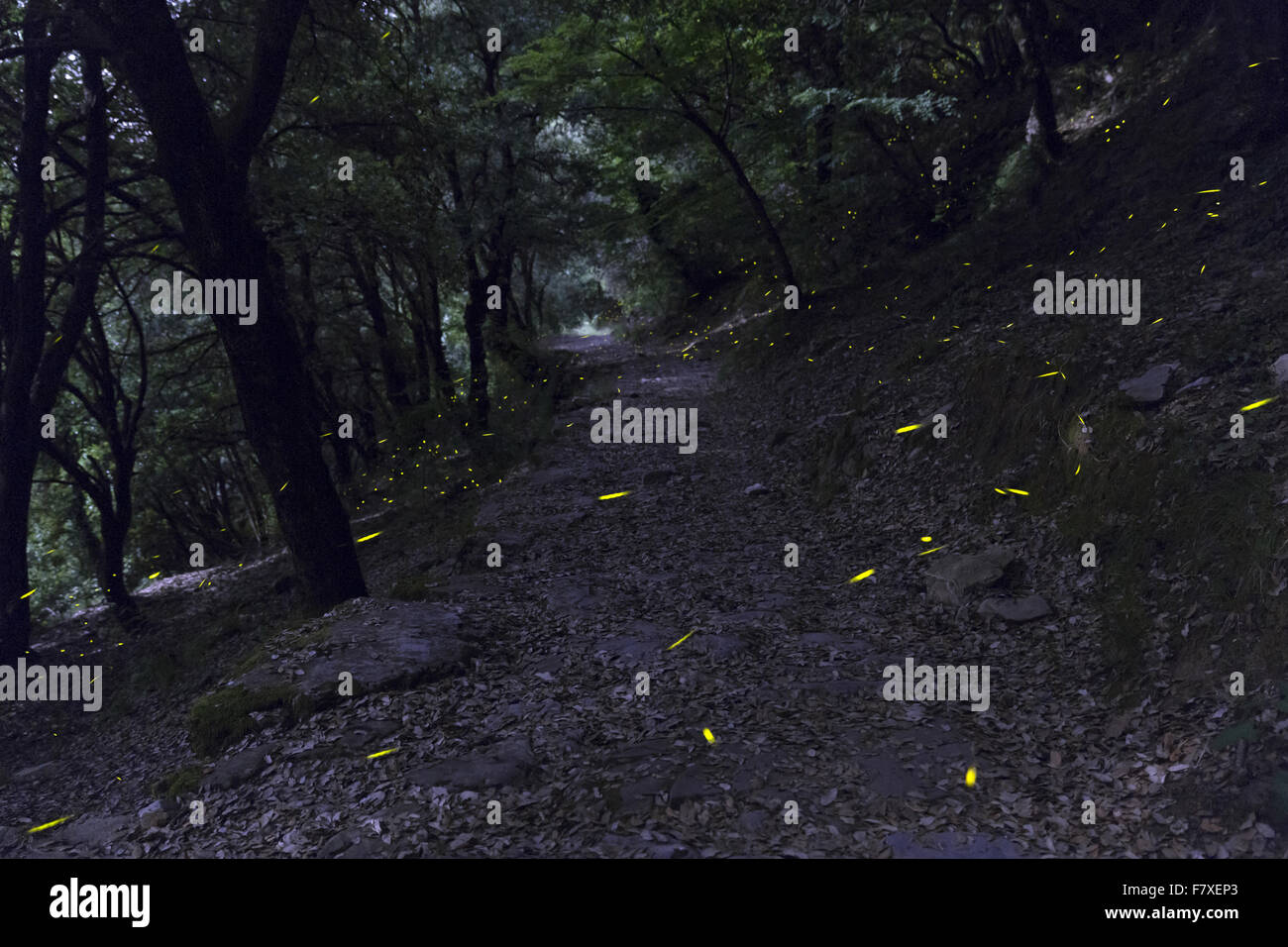 Zentralen europäischen Glühwürmchen (Lamprohiza Splendidula) Erwachsene, während des Fluges, Biolumineszenz Licht Wege im Wald bei Nacht, Montallegro, in der Nähe von Rapallo, Ligurien, Italien, Juni Stockfoto