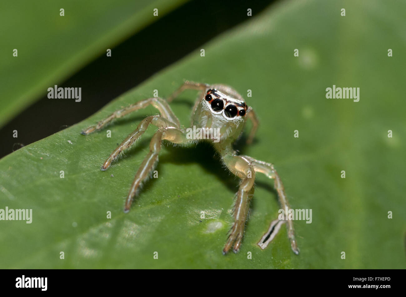 Springen Erwachsene weibliche Spinne (Artabrus Erythrocephalus), stehend auf Blatt, Klunkung, Bali, kleinen Sunda-Inseln, Indonesien, September Stockfoto