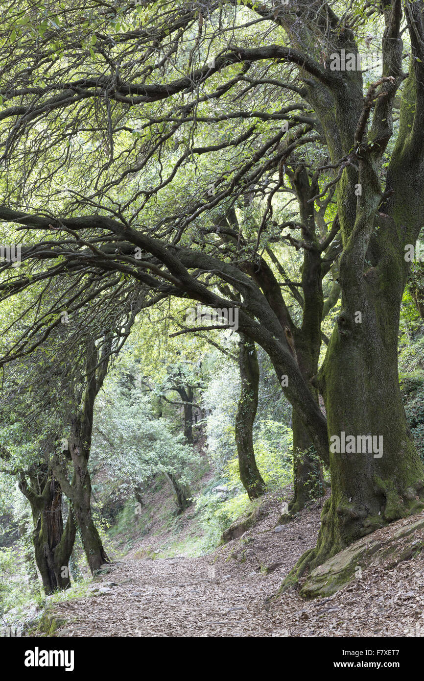 Steineiche (Quercus Ilex) Lebensraum Wald, Montallegro, in der Nähe von Rapallo, Ligurien, Italien, Juni Stockfoto
