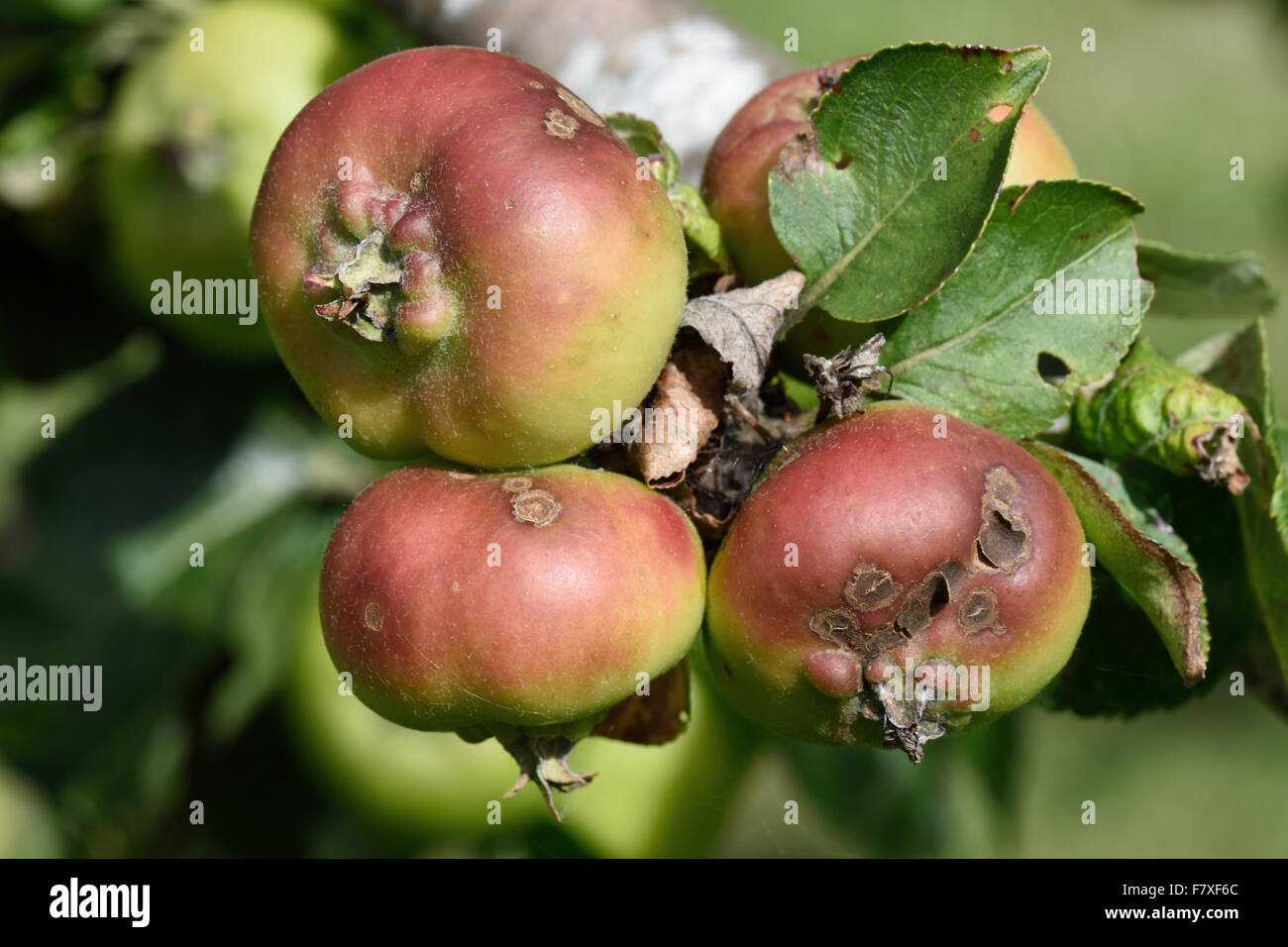 Apfelschorf, Venturia Inaequalis, Läsionen auf junge Apfelfrucht am Baum im Sommer, Berkshire, England, August Stockfoto