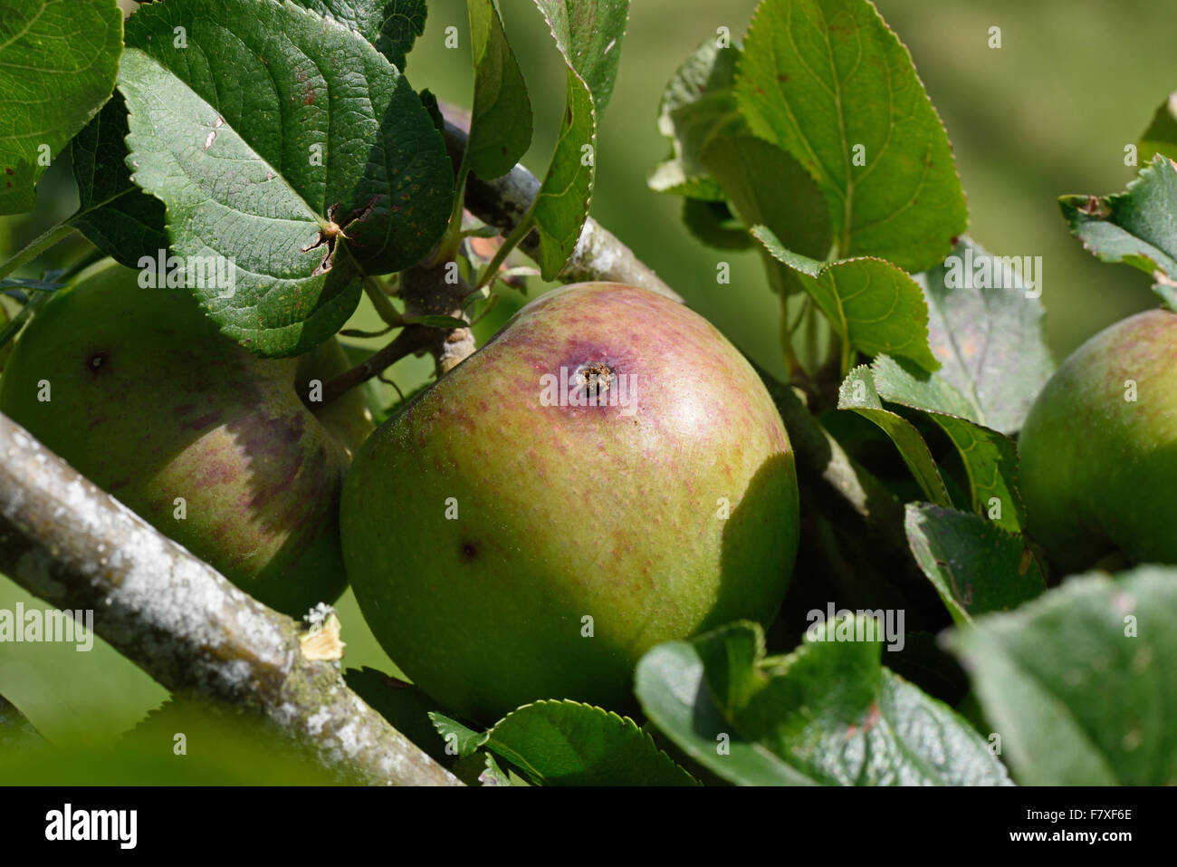 Exit-Loch und Frass der Apfelwickler, Cydia Pomonella, Raupe auf die Oberfläche der Reifen Apfelfrucht am Baum im Sommer, Berkshire, England, August Stockfoto
