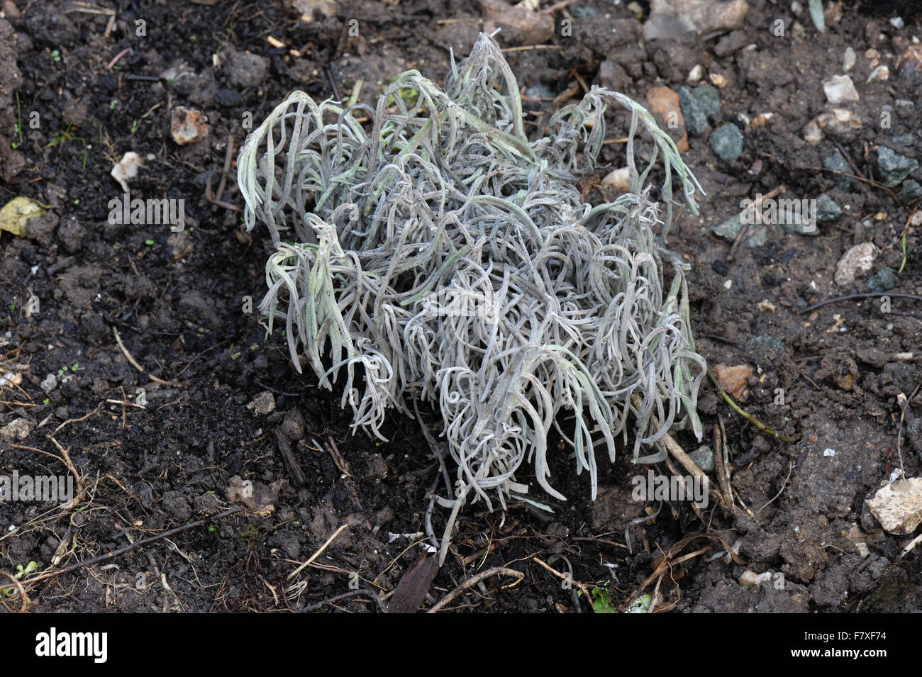 Verwelkt Lavendelpflanze leiden Shab Krankheit, Phomopsis Lavandulae, cv gesund, Devon, England, Oktober Stockfoto