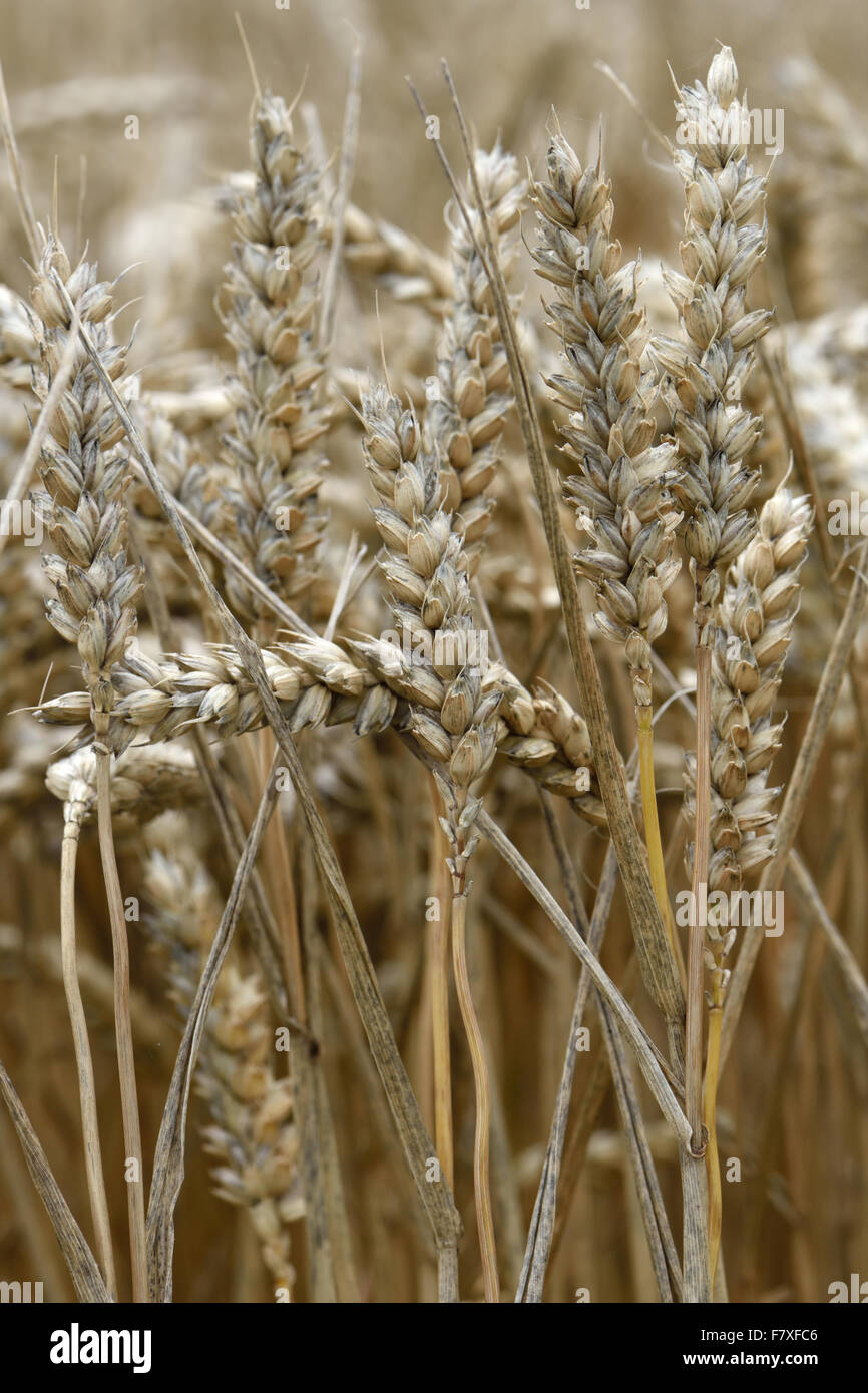 Reife Ähren in Ernte übergeben Lesetermin wegen Nässe, einige Beweise der rußigen Form entwickeln, Berkshire, England, August Stockfoto