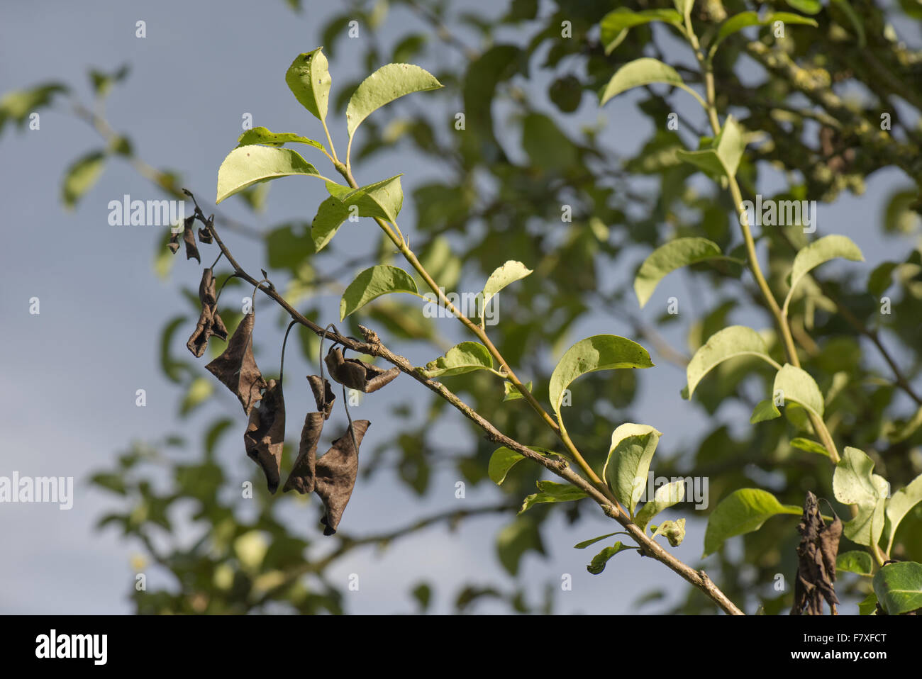 Filiale Absterben auf Birne, verursacht durch ein Krebsgeschwür, Nectria Galligena, auf Basis des Schaden, Berkshire, England, September Stockfoto