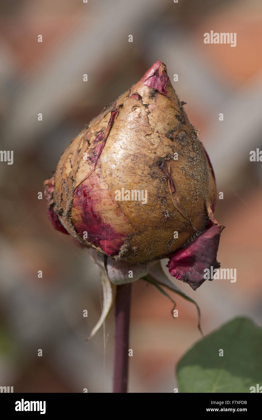 Abgebrochene rote rose Knospe von Grauschimmel, Botrytis Cinerea, nach feuchtem Wetter, Berkshire, England, September angegriffen Stockfoto