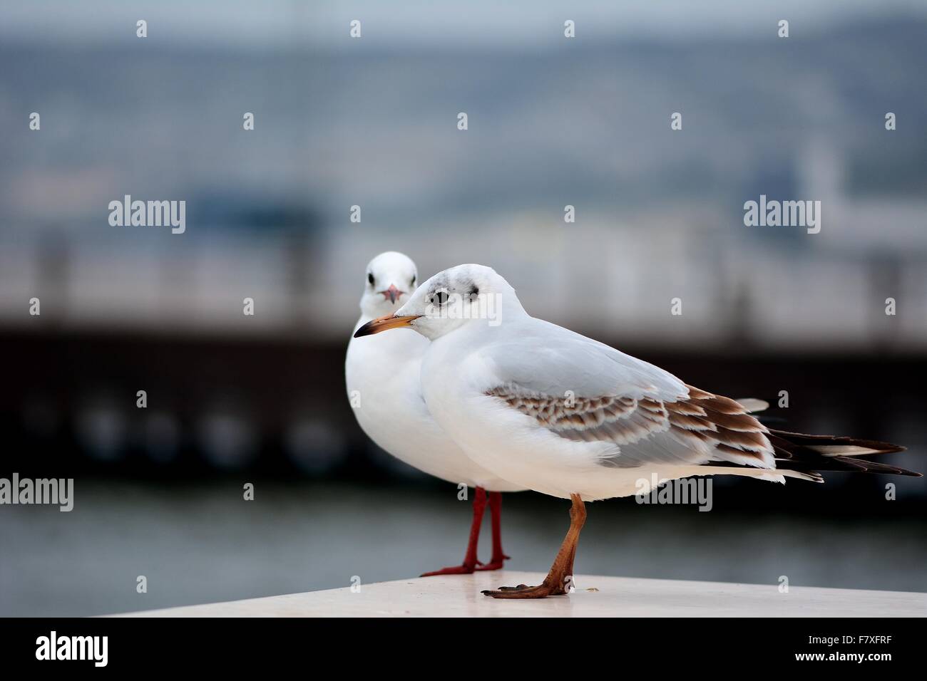 Möwen am Bulvar Baku, Aserbaidschan Stockfoto
