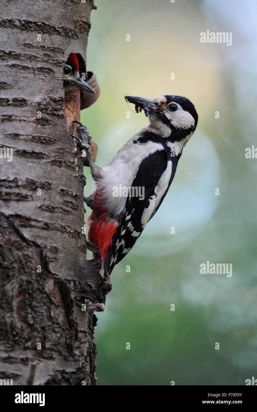 Weibchen Großspecht ( Dendrocopos Major ) mit Schnabel voller Insekten, Fütterung seiner Nachkommen, Nestloch im Baumstamm (Wildtiere), Europa. Stockfoto