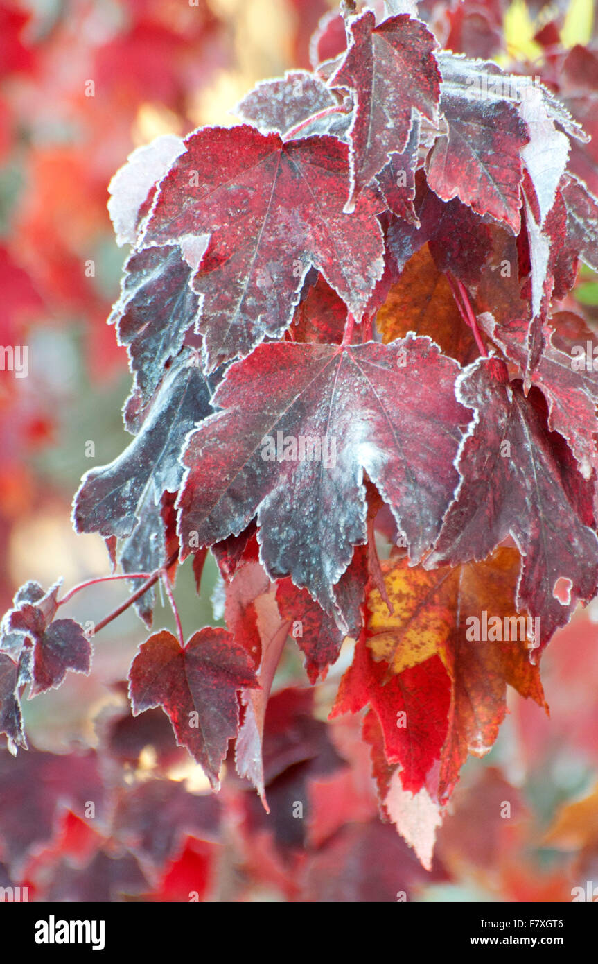 Fallen Sie Ahorn-Blätter, gesäumt von Frost fotografiert auf Spencer Lake Road, Shelton, WA, Mason County, USA. Stockfoto