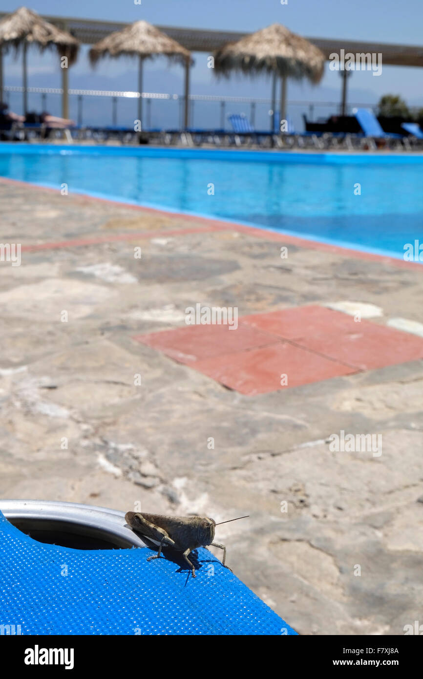Heuschrecke oder Heuschrecke auf einem Liegestuhl neben einem Schwimmbad im Mittelmeer. Stockfoto