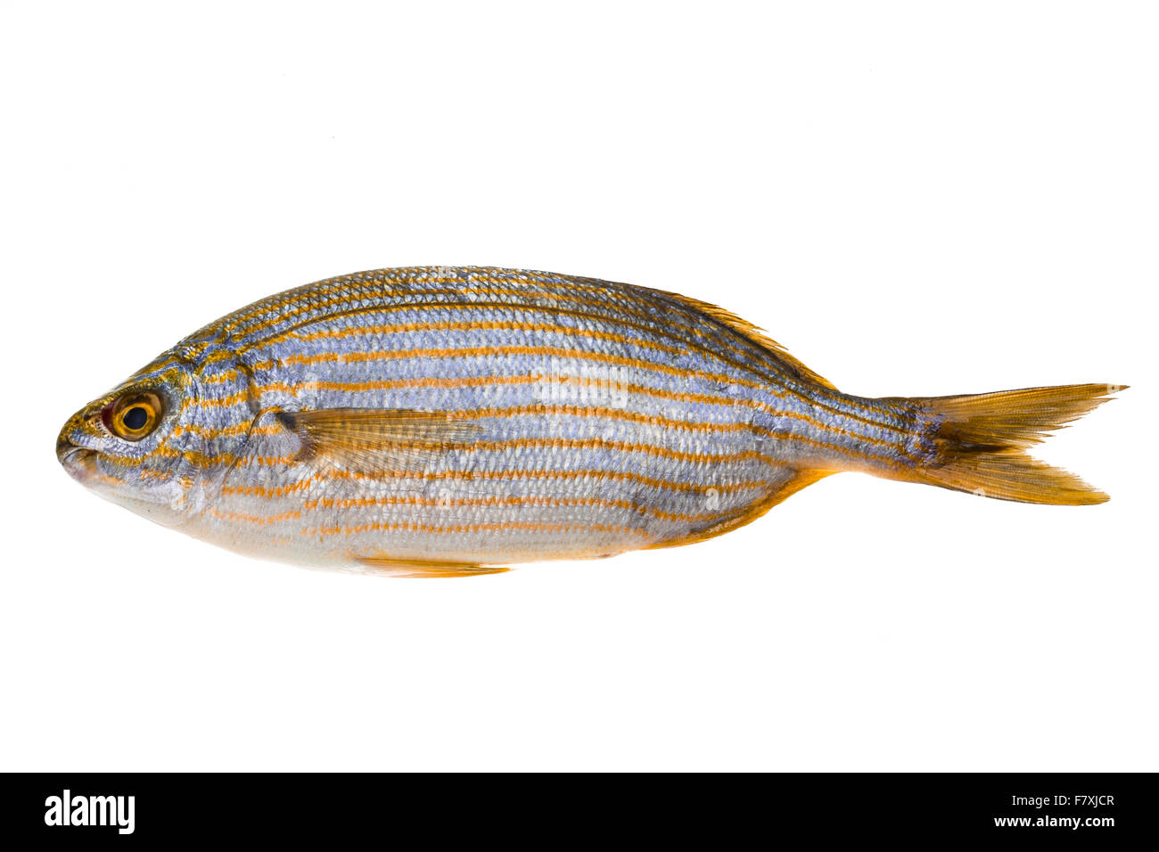 Salema Porgy - Sarpa Fisch Stockfoto