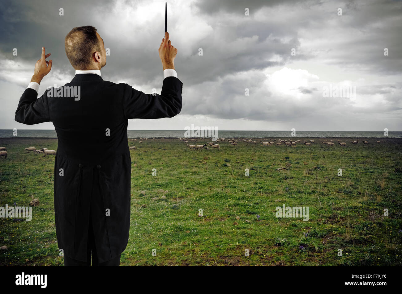 Dirigent in der Nähe von dem Meer Verhalten Schafe Stockfoto