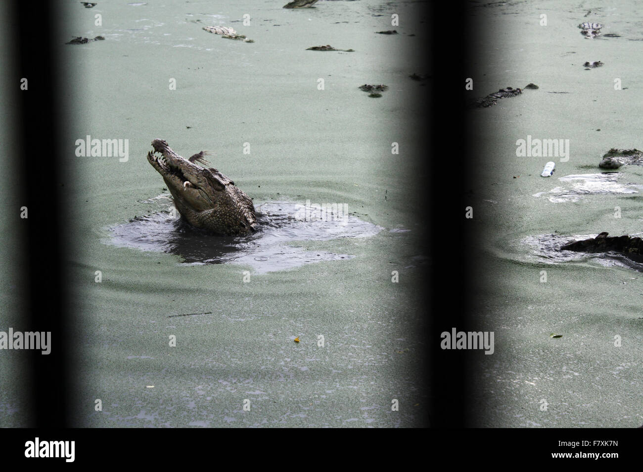 Medan, Nord-Sumatra, Indonesien. 3. Dezember 2015. Krokodil in Gefangenschaft bei den Mahlzeiten. Die Stadt Medan ist ein Zucht-Zentrum, das mehr als 2.800 Krokodile, hält, die auch die größte Krokodil Lebensraum in der Welt sind. Letzten Monat kündigte indonesische Minister für Krokodile, Piranha und Tiger an, Insassen des Landes zu sichern und um die Flucht zu verhindern. © Ivan Damanik/Alamy Live-Nachrichten Stockfoto