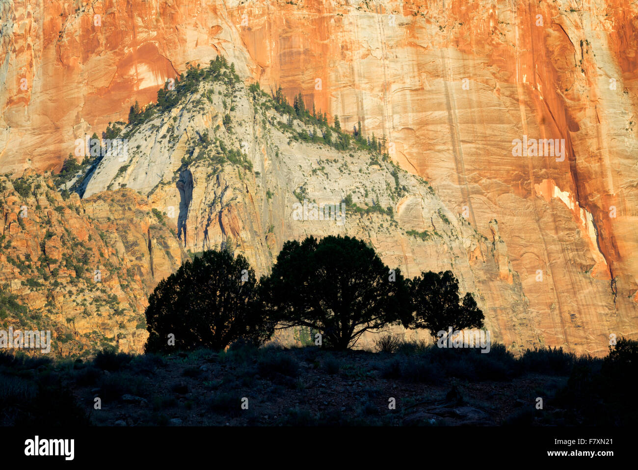 Silhouette Bäume und Tempel und Türme der Jungfrau Maria. Zion Nationalpark, Utah Stockfoto