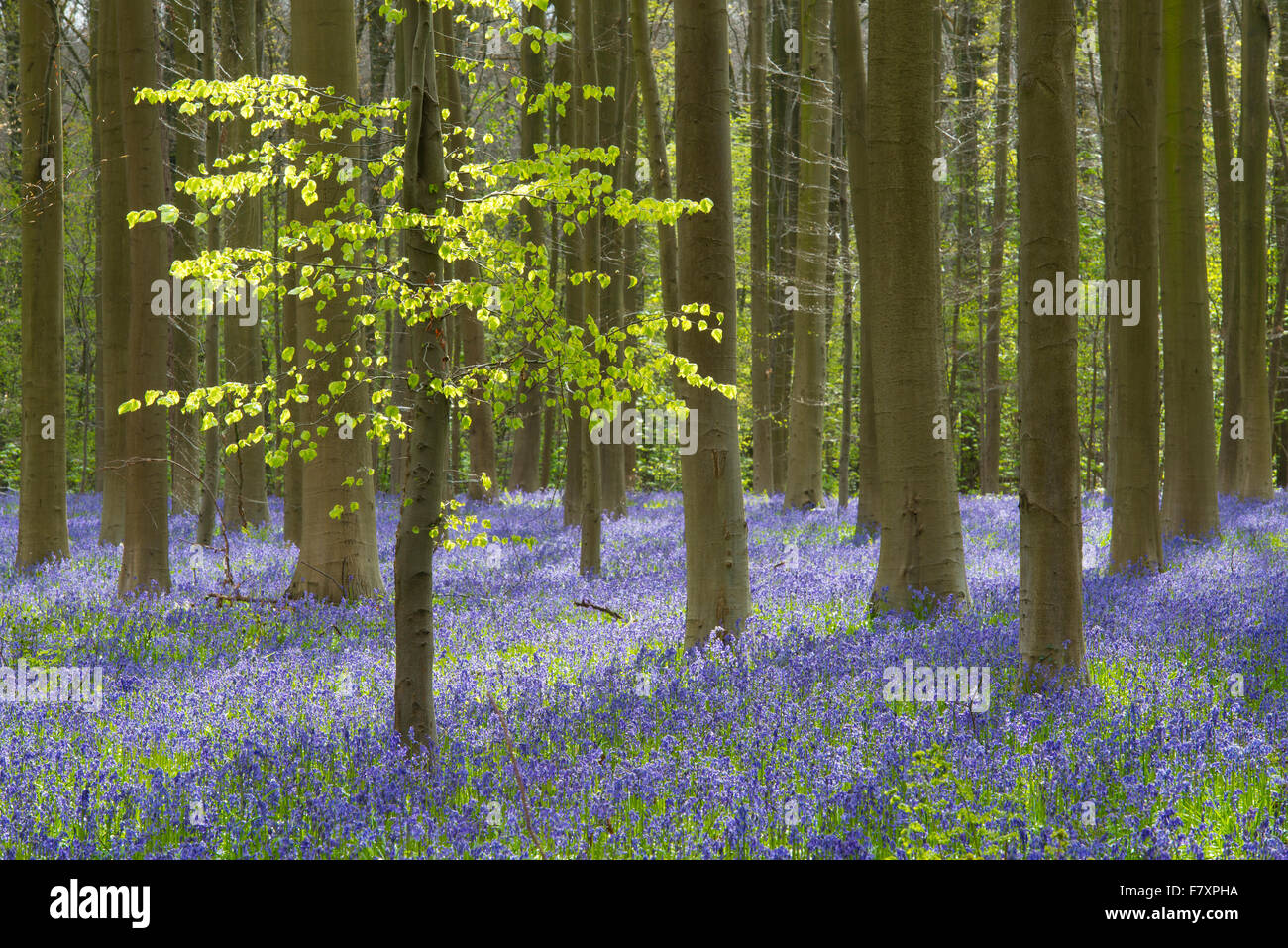 Frühling am Hallerbos mit blühenden Glockenblumen, Halle, Flämisch Brabant Provinz, Belgien Stockfoto